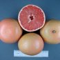 10 PCS Seeds Heirloom Red Grapefruit Citrus maxima Hybrid