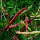 15 PCS Seeds Heirloom Red Long Cowpea Vegetable Hybrid 15 PCS Seeds Heirloom Red Long Cowpea Vegetable Hybrid