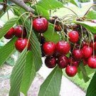 6 PCS Seeds Heirloom Red Middle Sweet Cherry Fruits
