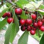 6 PCS Seeds Heirloom Red Middle Sweet Cherry Fruits