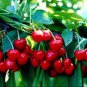 6 PCS Seeds Heirloom Red Middle Sweet Cherry Fruits