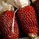 8 PCS Seeds Heirloom Red Popping Corn, strawberry corn
