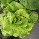30 PCS Seeds Heirloom Red Skin Asparagus Lettuce Vegetables