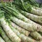 30 PCS Seeds Heirloom Red Skin Asparagus Lettuce Vegetables