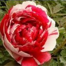 5 PCS Seeds Heirloom Red White Peony Seedling Flower 'Er Qiao'