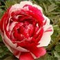 5 PCS Seeds Heirloom Red White Peony Seedling Flower 'Er Qiao'