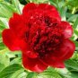 5 PCS Seeds Heirloom Red White Peony Seedling Flower 'Er Qiao'