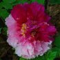 5 PCS Seeds Heirloom Red White Peony Seedling Flower 'Er Qiao'