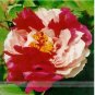 5 PCS Seeds Heirloom Red White Peony Seedling Flower 'Er Qiao'