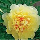 5 PCS Seeds Heirloom Red Yellow Double Blooms Peony Tree Fragrant Flower 5 PCS Seeds Heirloom Red Yellow Double Blooms Peony Tree Fragrant Flower