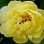 5 PCS Seeds Heirloom Red Yellow Double Blooms Peony Tree Fragrant Flower