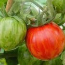 100 PCS Seeds Heirloom Red Zebra Tomato with Golden Stripe Organic