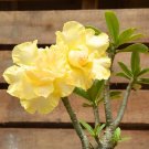 2 PCS Seeds Heirloom Rose Shaped Adenium Yellow Desert Rose