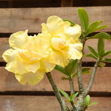 2 PCS Seeds Heirloom Rose Shaped Adenium Yellow Desert Rose