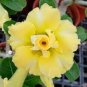 2 PCS Seeds Heirloom Rose Shaped Adenium Yellow Desert Rose