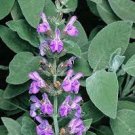 30 PCS Seeds Heirloom Salvia Officinalis Pink Woodland Sage Perennial Flower 30 PCS Seeds Heirloom Salvia Officinalis Pink Woodland Sage Perennial Flower