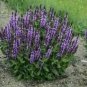 30 PCS Seeds Heirloom Salvia Officinalis Pink Woodland Sage Perennial Flower