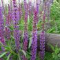 30 PCS Seeds Heirloom Salvia Officinalis Pink Woodland Sage Perennial Flower