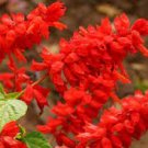 30 PCS Seeds Heirloom Scarlet Sage Short Red Salvia Flower