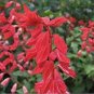 30 PCS Seeds Heirloom Scarlet Sage Short Red Salvia Flower