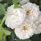 50 PCS Seeds Heirloom Single Petalled White Climbing Rose Flower
