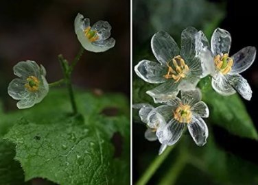 50 PCS Seeds Heirloom Skeleton Flowers Astilboides tabularis Bonsai Rare Exotic