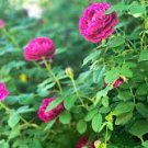 50 PCS Seeds Heirloom Small Pink Rose Fragrant Flower 50 PCS Seeds Heirloom Small Pink Rose Fragrant Flower