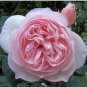 50 PCS Seeds Heirloom Small Pink Rose Fragrant Flower