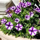 200 PCS Seeds Heirloom Snow White Petunia with Five Purple Stripes Annual Garden Flowers