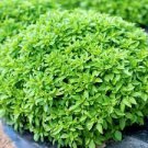 20 PCS Seeds Heirloom Spicy Globe Basil 20 PCS Seeds Heirloom Spicy Globe Basil