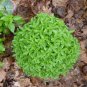 20 PCS Seeds Heirloom Spicy Globe Basil