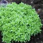 20 PCS Seeds Heirloom Spicy Globe Basil