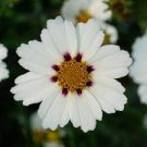 20 PCS Seeds Heirloom Star Cluster Perennial White Purple Coreopsis Flower 20 PCS Seeds Heirloom Star Cluster Perennial White Purple Coreopsis Flower
