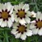 20 PCS Seeds Heirloom Star Cluster Perennial White Purple Coreopsis Flower