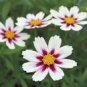 20 PCS Seeds Heirloom Star Cluster Perennial White Purple Coreopsis Flower