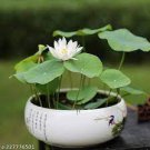1 PCS Seeds Heirloom Strong Fragrant White Lotus with Light Red Color