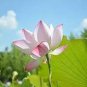 1 PCS Seeds Heirloom Strong Fragrant White Lotus with Light Red Color