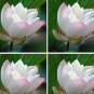 1 PCS Seeds Heirloom Strong Fragrant White Lotus with Light Red Color