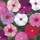 10 PCS Seeds Heirloom Sunstorm Deep Purple Vinca