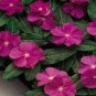 10 PCS Seeds Heirloom Sunstorm Deep Purple Vinca