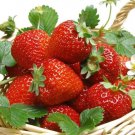 600 PCS Seeds Heirloom Super Giant Japan Red Strawberry Organic 600 PCS Seeds Heirloom Super Giant Japan Red Strawberry Organic