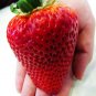 600 PCS Seeds Heirloom Super Giant Japan Red Strawberry Organic