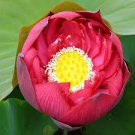 1 PCS Seeds Heirloom Super Red Nelumbo Nucifera Lotus Flower Bonsai