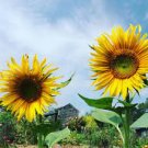 20 PCS Seeds Heirloom Tarahumara Sunflower Seeds, great survival 20 PCS Seeds Heirloom Tarahumara Sunflower Seeds, great survival
