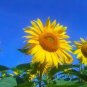 20 PCS Seeds Heirloom Tarahumara Sunflower Seeds, great survival