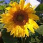 20 PCS Seeds Heirloom Tarahumara Sunflower Seeds, great survival
