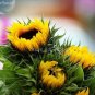 20 PCS Seeds Heirloom Tarahumara Sunflower Seeds, great survival