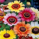 20 PCS Seeds Heirloom Tricolor chrysanthemum Rainbow Colors 20 PCS Seeds Heirloom Tricolor chrysanthemum Rainbow Colors