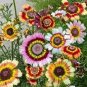 20 PCS Seeds Heirloom Tricolor chrysanthemum Rainbow Colors