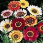 20 PCS Seeds Heirloom Tricolor chrysanthemum Rainbow Colors